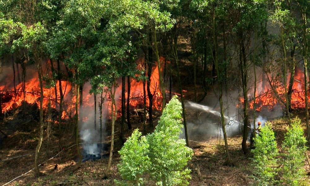 Cảnh báo nguy cơ cháy rừng tại nhiều địa phương